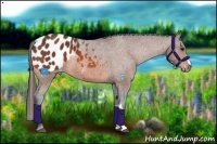 Horse Color:Bay Appaloosa 