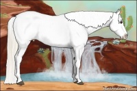 Horse Color:Palomino Tobiano Appaloosa