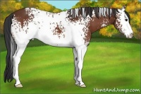 Horse Color:White Spotted Bay Sabino