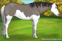 Horse Color:Grullo Splash 