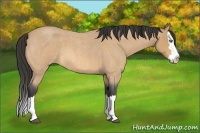 Horse Color:Buckskin Roan Splash 