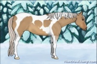 Horse Color:Silver Bay Dun Tobiano 