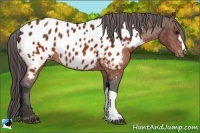 Horse Color:Brown Appaloosa  Brindle
