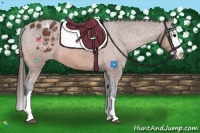 Horse Color:Bay Splash Appaloosa