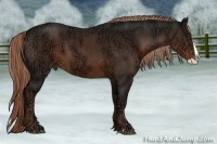 Horse Color:Liver Chestnut Ice Splash Rabicano 