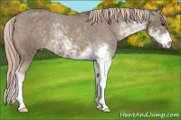 Horse Color:Chocolate Palomino Sabino Appaloosa Rabicano 