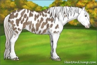 Horse Color:Chocolate Palomino Sabino Near Leopard Rabicano