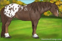 Horse Color:Liver Chestnut Sabino Appaloosa 
