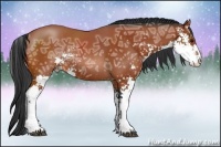 Horse Color:Bay Ice Sabino Rabicano 