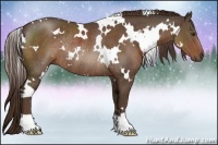 Horse Color:White Spotted Liver Chestnut Rabicano