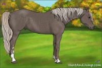 Horse Color:Silver Black Sabino 