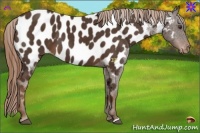 Horse Color:Liver Chestnut Appaloosa 