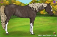 Horse Color:Liver Chestnut Rabicano 