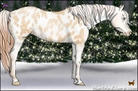 Horse Color:Sable Champagne Pearl Appaloosa 