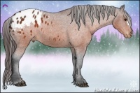 Horse Color:Brown Appaloosa 