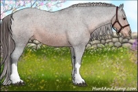Horse Color:Brown Appaloosa 