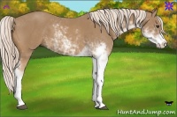 Horse Color:Palomino Sabino