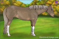 Horse Color:Chocolate Palomino 