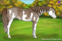 Horse Color:Liver Chestnut Splash 