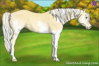 Horse Color:Palomino Splash Rabicano