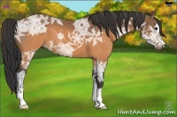 Horse Color:Buckskin Ice Sabino