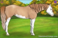 Horse Color:Gold Champagne Roan Splash 