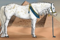 Horse Color:Red Dun Splash Appaloosa 