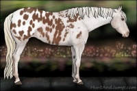 Horse Color:Chestnut Appaloosa