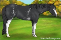 Horse Color:White Spotted Black