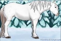Horse Color:Brown Tobiano Appaloosa 