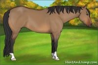 Horse Color:Bay Dun