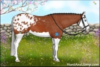 Horse Color:Bay Splash Appaloosa 