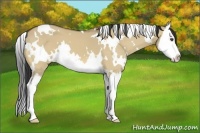 Horse Color:White Spotted Buckskin Dun Splash 