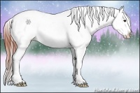 Horse Color:Bay Roan Appaloosa 