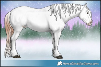 Horse Color:Brown Roan Appaloosa 