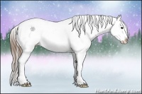 Horse Color:Buckskin Roan Appaloosa 