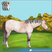 Horse Color:Bay Roan 
