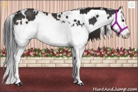 Horse Color:White Spotted Brown Splash