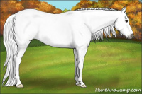 Horse Color:Gray Bay Sabino 