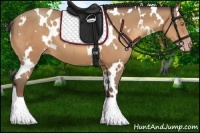 Horse Color:White Spotted Amber Champagne