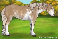 Horse Color:Palomino Sabino 
