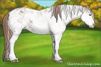 Horse Color:Chestnut Sabino Varnish Rabicano 