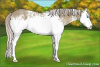 Horse Color:White Spotted Silver Grullo Splash 