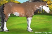 Horse Color:Buckskin Sabino