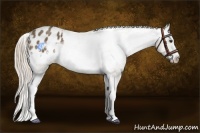 Horse Color:Chocolate Palomino Sabino Splash Frame Appaloosa Rabicano