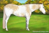 Horse Color:White Spotted Palomino Dun 