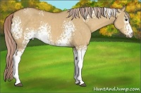 Horse Color:White Spotted Palomino Dun 