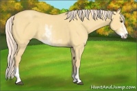 Horse Color:Palomino Dun Sabino