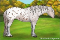 Horse Color:Bay Sabino Appaloosa