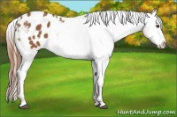Horse Color:Chestnut Sabino Appaloosa